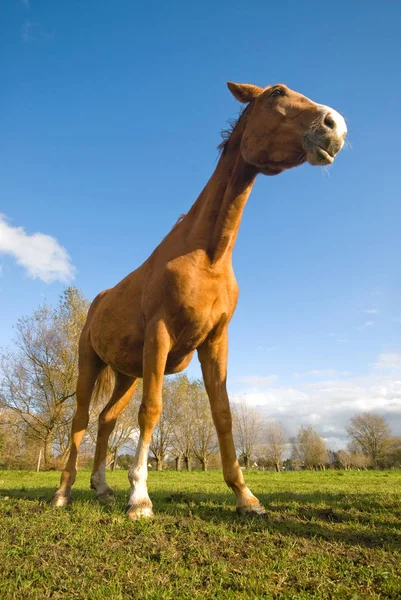 Лошадь Мясорубке Широкий Угол — стоковое фото