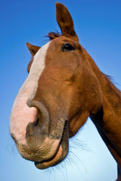 Portret Van Een Paard — Stockfoto