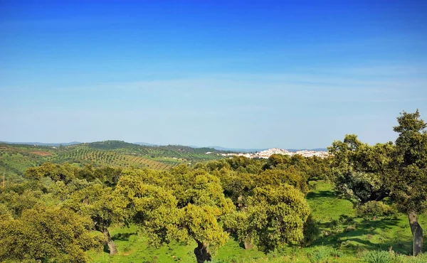 Forest Mediterranean — Stock Photo, Image