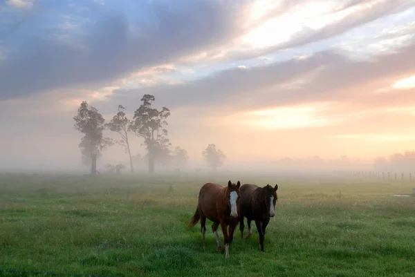 Caballos Aire Libre Animales Pasto — Foto de Stock