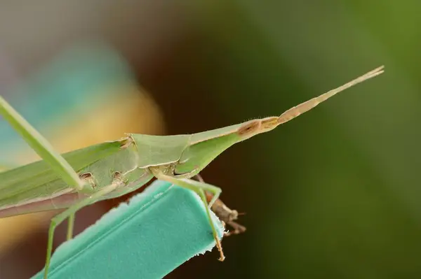 Grasshopper Insect Invertebrate Praying Bug — Stock Photo, Image