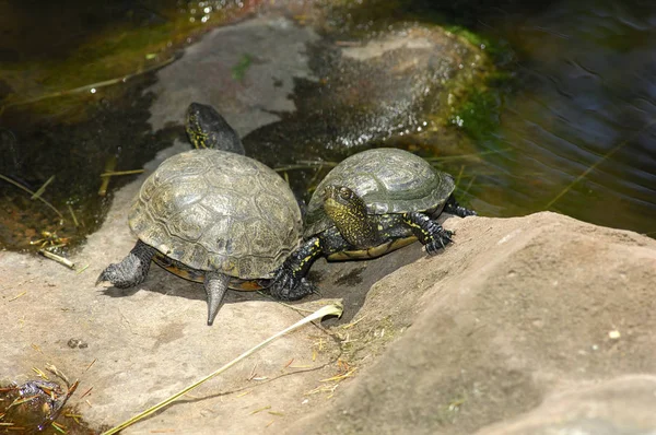 Schildkröten Tiere Naturfauna — Stockfoto