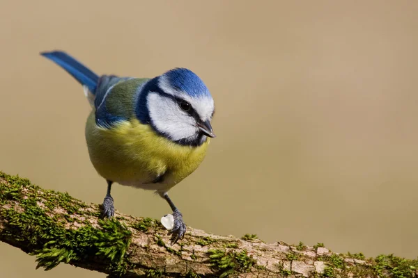 Malerische Ansicht Der Schönen Meise Vogel — Stockfoto