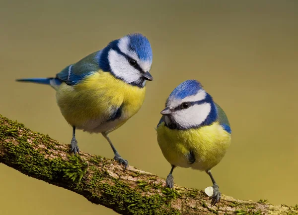 Güzel Meme Faresi Kuşunun Manzarası — Stok fotoğraf