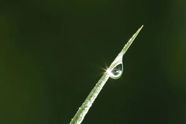 Morgendauwdruppels Gras Close — Stockfoto