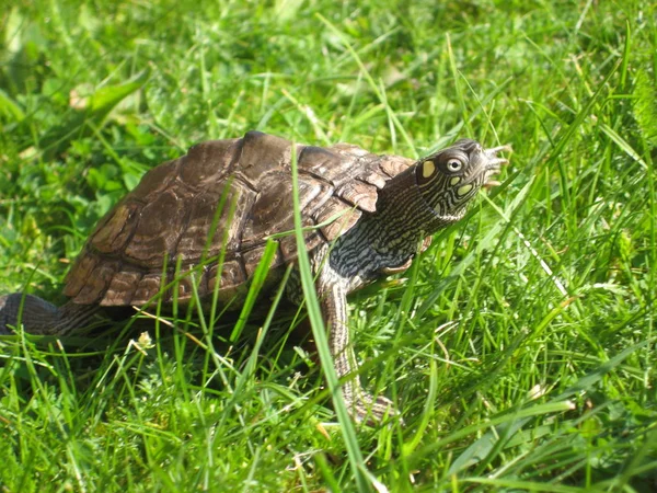 Tropická Želva Přírodní Fauna — Stock fotografie