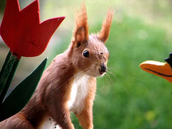 Esquilo Animal Roedor Criatura — Fotografia de Stock