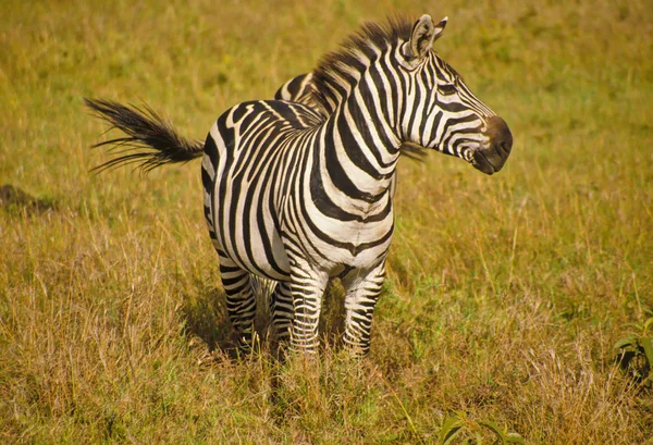 Zebry Massai Mara — Zdjęcie stockowe