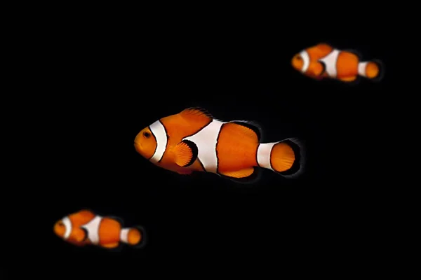 小丑鱼 带鱼的水下暗礁 — 图库照片