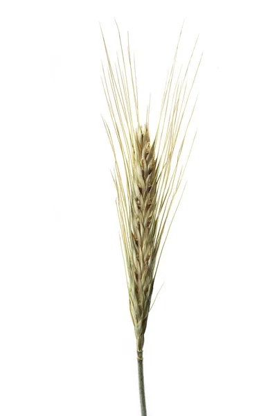 Kukoricafül Mezőgazdasági Terület — Stock Fotó