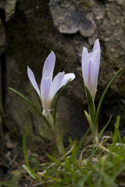 最初の春の花 クロッカス — ストック写真