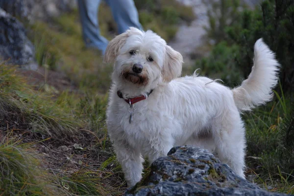 white dog on a hiking trip