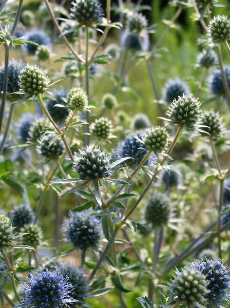 Summer Flora Flower Botany Concept — Stock Photo, Image