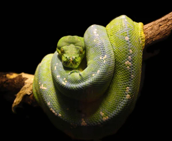 Vista Panorámica Serpiente Peligrosa Majestuosa — Foto de Stock