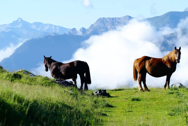 Outdoors Horses Pasture Animals Stock Image