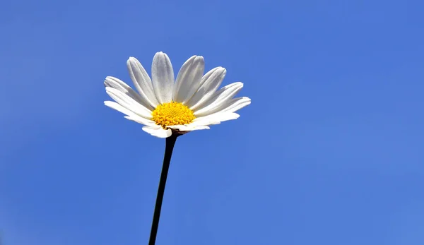 Cielo Azul Flores Blancas —  Fotos de Stock