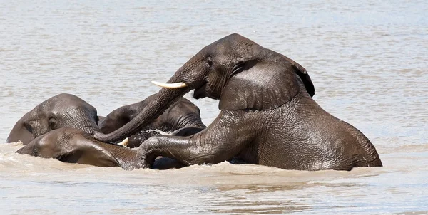 Afrikanska Stora Djur Elefant — Stockfoto