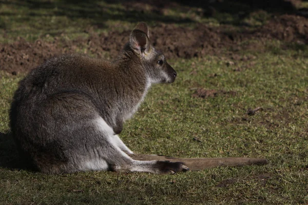 cute kangaroo animal, Australian mammal