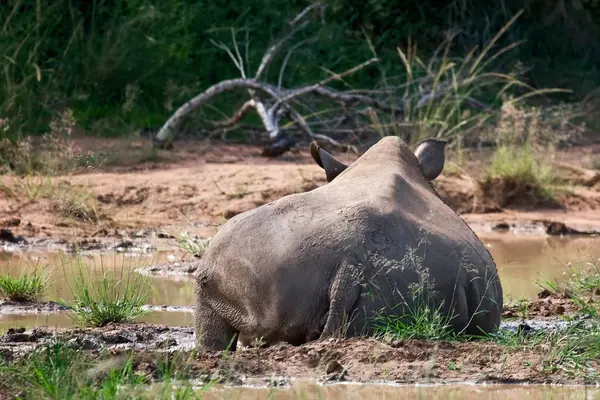 水の中のカバは — ストック写真