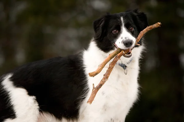 Porträt Eines Süßen Hundes — Stockfoto