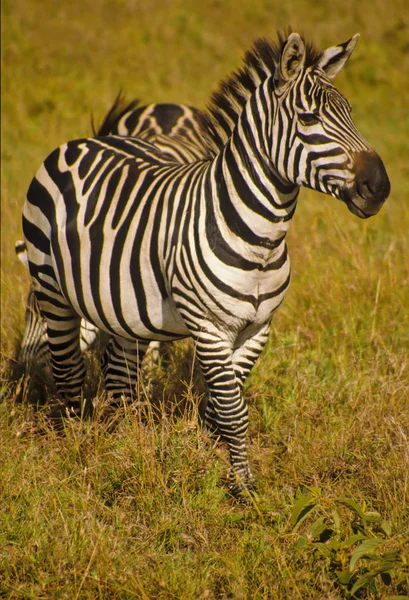 Preto Branco Zebras Animais — Fotografia de Stock