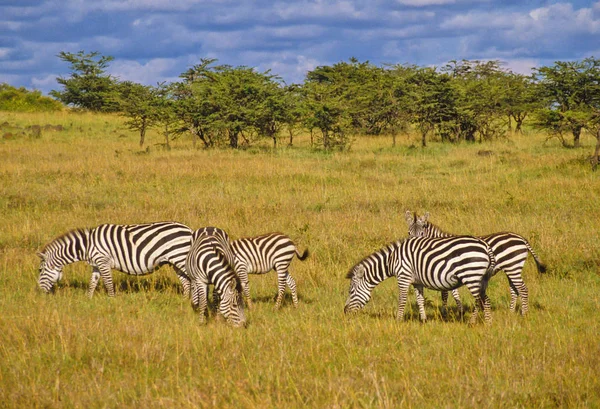 Preto Branco Zebras Animais — Fotografia de Stock