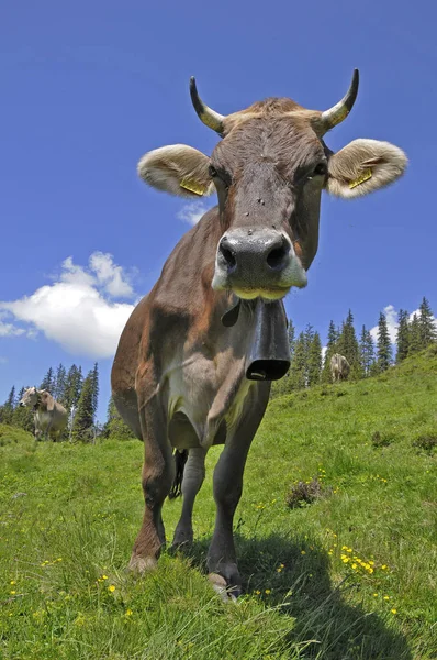 Schilderachtig Uitzicht Majestueuze Alpen Landschap — Stockfoto