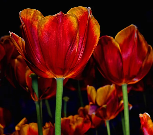 Belles Fleurs Tulipes Printemps Flore — Photo