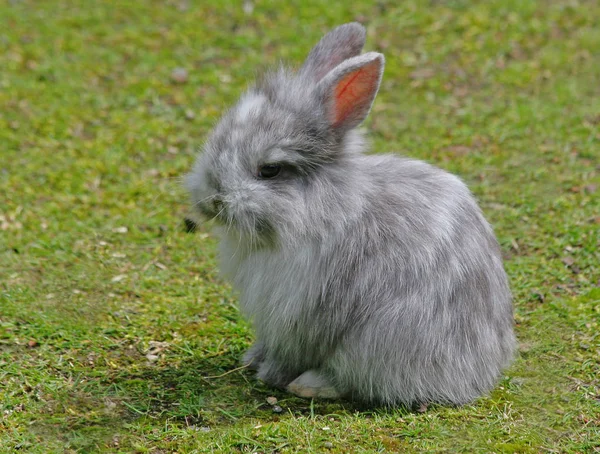 Schattig Konijn Close Schot — Stockfoto