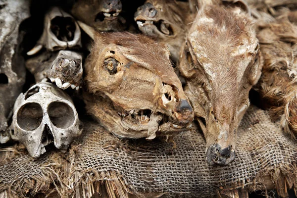 Cráneo Huesos Las Crías Humanas — Foto de Stock