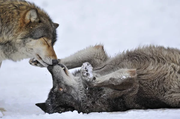 Aussichtsreiche Aussicht Auf Wilde Wölfe Der Natur — Stockfoto