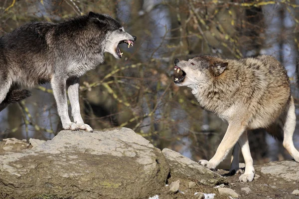 Loups Sauvages Dans Habitat Naturel — Photo