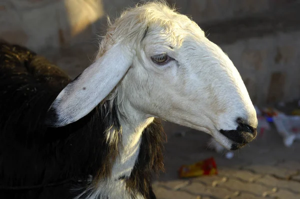 Oman Sheep Vaulted Back Nose Sultanate Oman — 图库照片