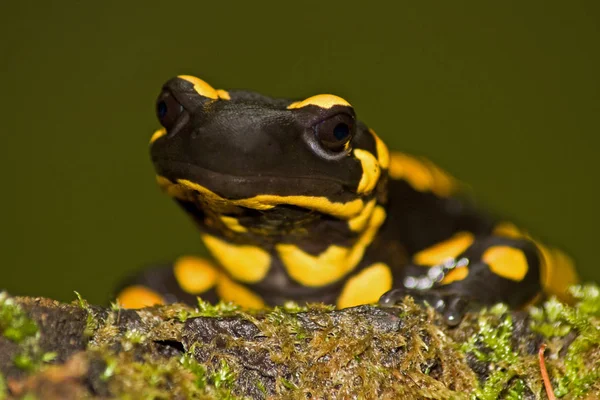 Salamandra Animal Reptiles Lagarto — Foto de Stock