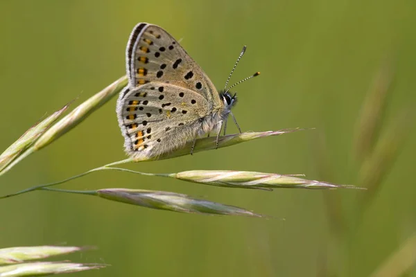 Primo Piano Bluebird Sfondo Sfocato — Foto Stock