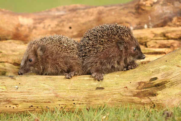 Agulhas Hedgehog Animal Spiky — Fotografia de Stock