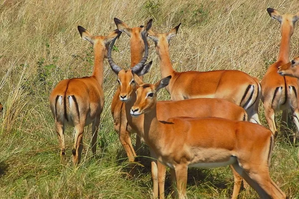 Natureza Fauna Animais Selvagens Fotografia — Fotografia de Stock