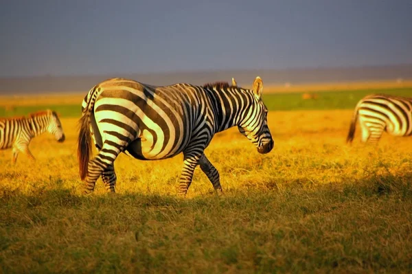 Zebra Naplementében — Stock Fotó