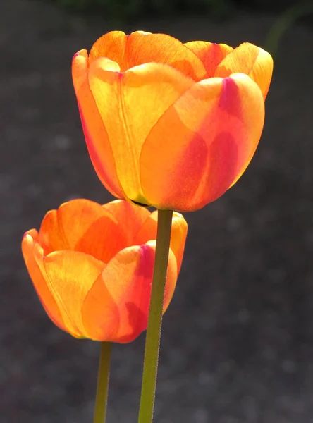 Primavera Tulipanes Flores Flora — Foto de Stock