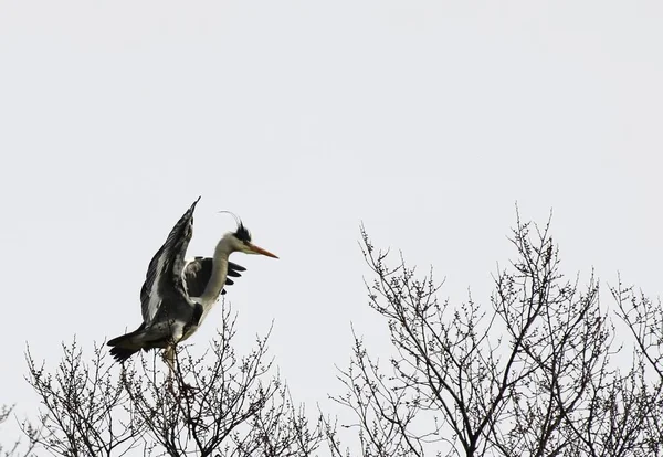 Pittoreska Fågel Tema Skott — Stockfoto