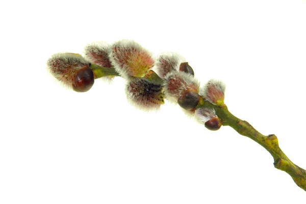 Pussy Willow Spring Catkin — Foto Stock