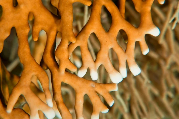 Scenic View Underwater World — Stock Photo, Image