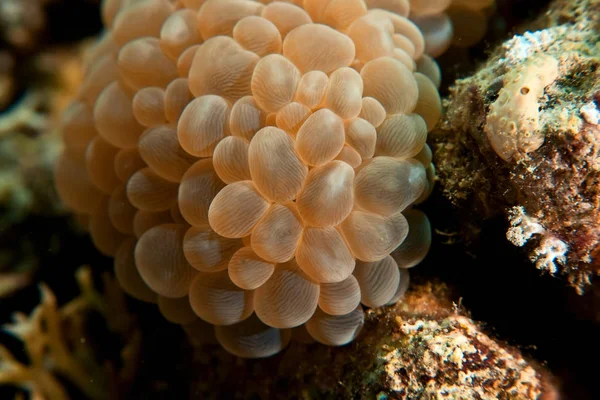 Scenic View Underwater World — Stock Photo, Image