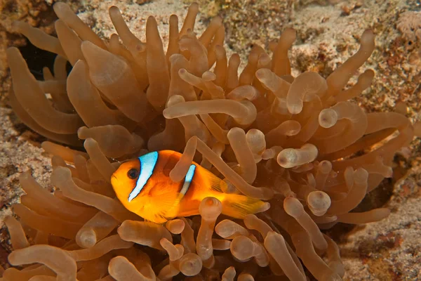 Anemonefish Och Bubbla Anemon — Stockfoto