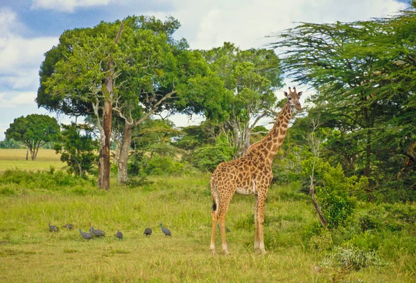 Травоядные Жирафы Саванны — стоковое фото