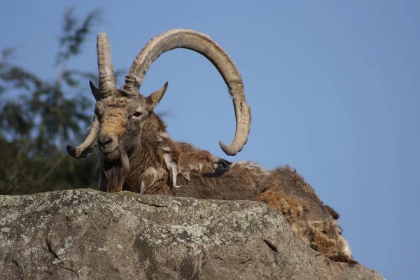 Steenbok Wild Dier Geit Met Horens — Stockfoto