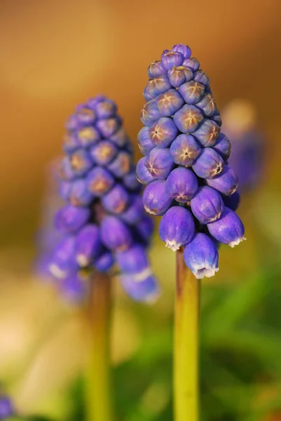 Dois Jacintos Uva Luz Noite — Fotografia de Stock