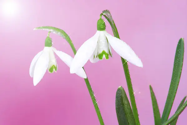 Gotas Nieve Primera Flor Primavera — Foto de Stock