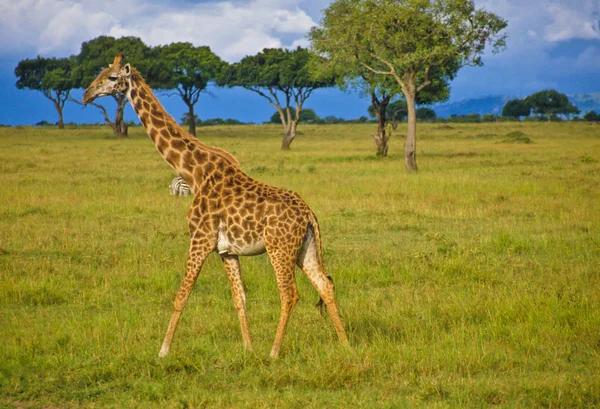 Giraffe Afrikanisches Pflanzenfressendes Säugetier — Stockfoto