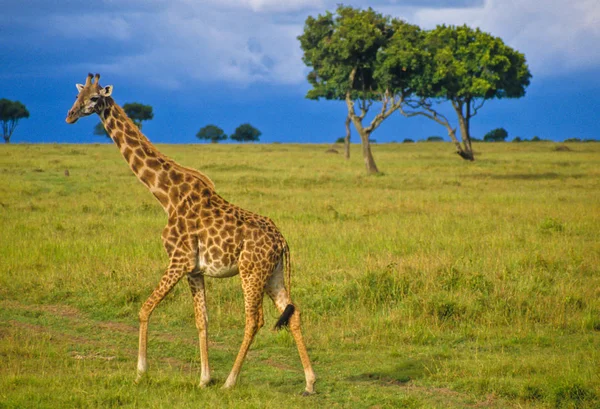 Giraf Dier Afrikaans Herbivoor Zoogdier — Stockfoto